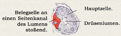 Fig. 231.