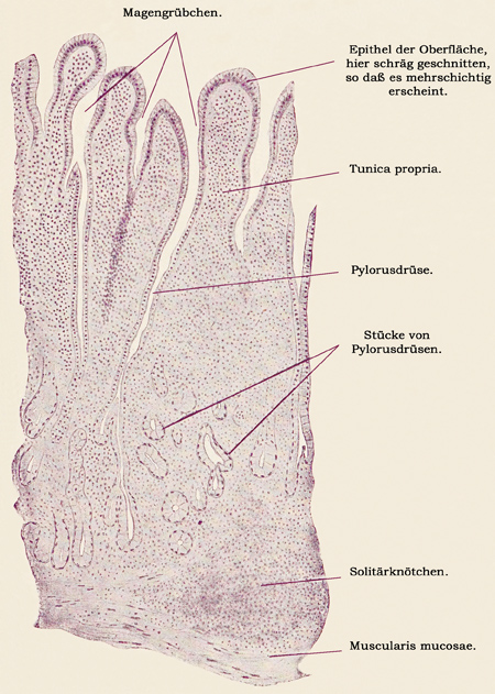 Fig. 233.