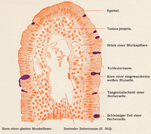 Fig. 238.