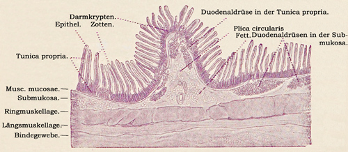 Fig. 239.
