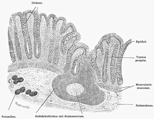 Fig. 241.