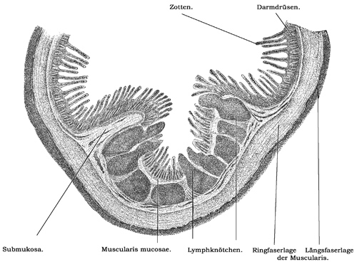 Fig. 243.