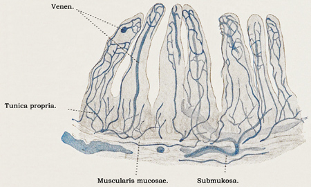 Fig. 245.