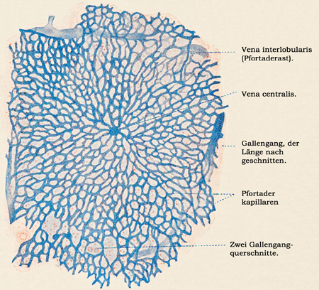 Fig. 254.