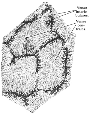 Fig. 278.