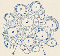 Fig. 292.