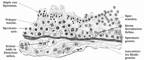 Fig. 301.