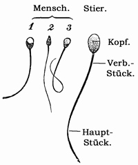 Fig. 303.