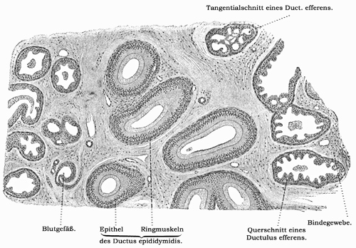 Fig. 304.