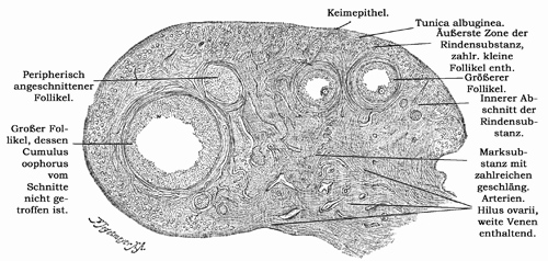 Fig. 310.