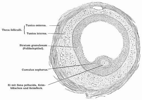 Fig. 313.