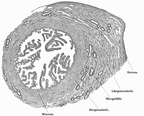 Fig. 314.
