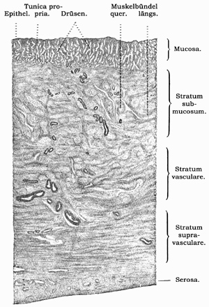 Fig. 315.