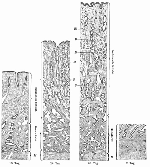 Fig. 317.