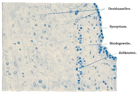 Fig. 325.