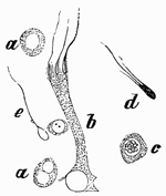 Fig. 326.