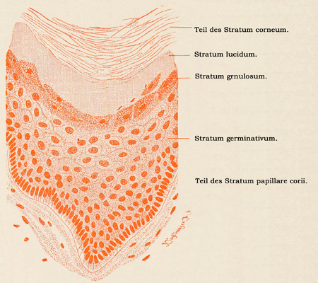 Fig. 331.