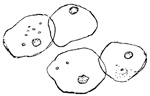 Fig. 333.