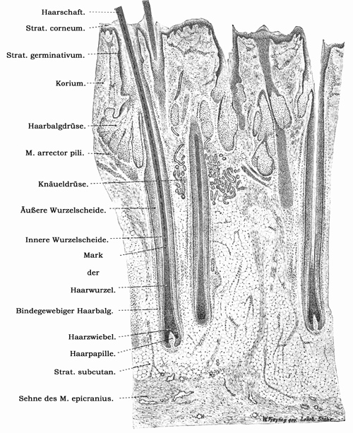 Fig. 334.