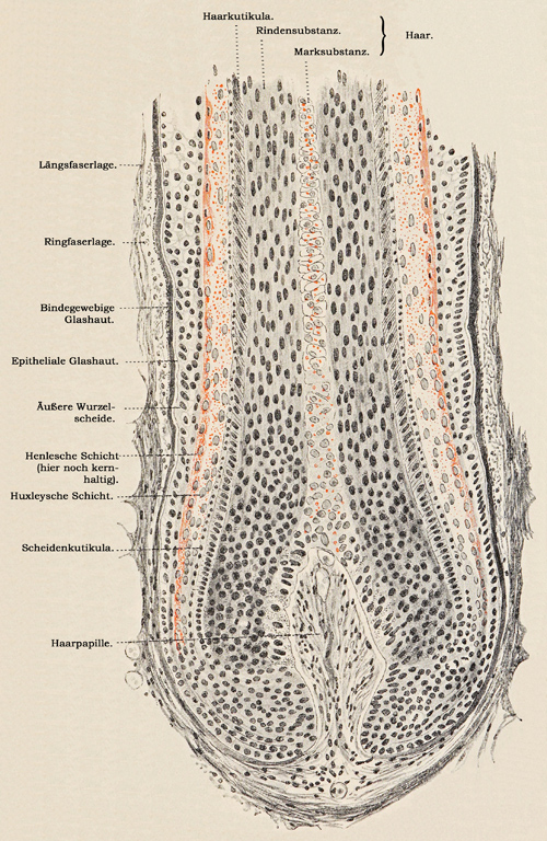 Fig. 336.