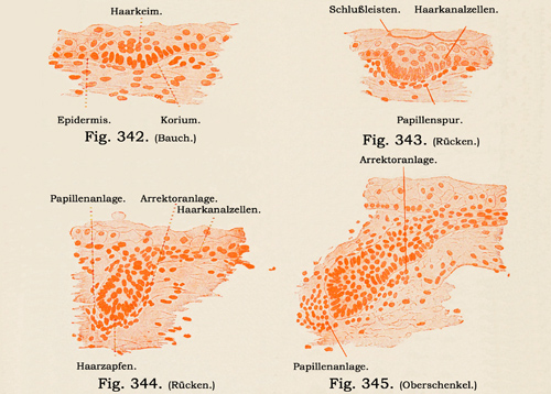 Fig. 342-345.
