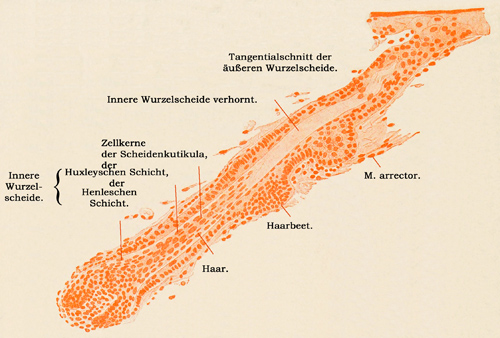 Fig. 349.