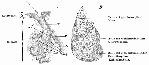Fig. 354.