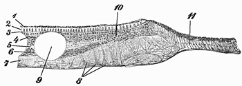 Fig. 365.