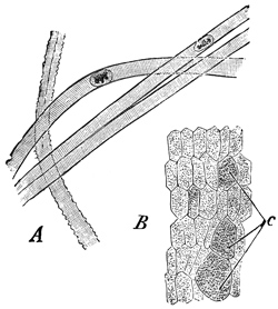 Fig. 370.