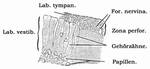Fig. 382.