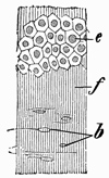 Fig. 383.