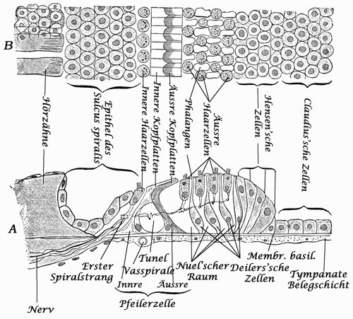 Fig. 385.