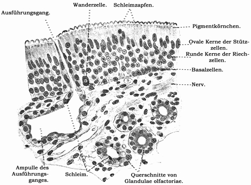 Fig. 396.