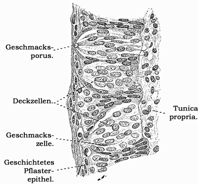 Fig. 398.