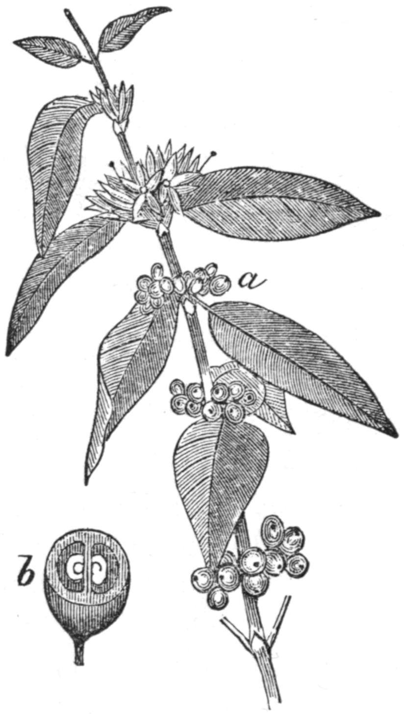 Branch with leaves, flowers and berries and detail of berry