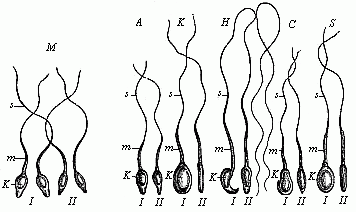 Fig. 20--Spermia or spermatozoa of various mammals.
