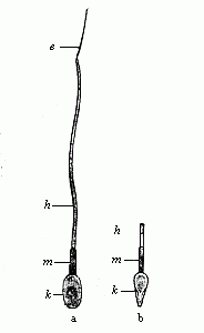 Fig. 22--A single human spermatozoon.