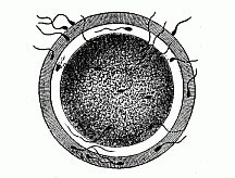 Fig. 23--The fertilisation of the ovum by the spermatozoon.
