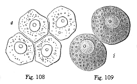 Fig. 108. Four entodermic cells from the vesicle of the rabbit. Fig. 109. Two entodermic cells from the embryonic vesicle of the rabbit.