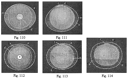 Fig. 110. Ovum of a rabbit from the uterus, one-sixth of an inch in diameter. Fig. 111. The same ovum, seen in profile. Fig. 112. Ovum of a rabbit from the uterus, one-fourth of an inch in diameter. Fig. 113. The same ovum, seen in profile.