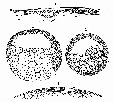 Median longitudinal section of the gastrula of four vertebrates.