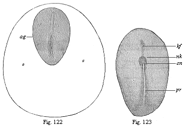 Fig. 122. Dorsal shield (ag) and germinative area of a rabbit-embryo of eight days. Fig. 123. Embryonic shield of a rabbit of eight days.