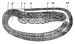 Longitudinal section of the coelomula of amphioxus.