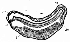 Longitudinal section of a frog-embryo.