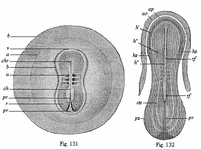 Fig. 131. Embryo of the opossum, sixty hours old. Fig. 132. Sandal-shaped embryonic shield of a rabbit of eight days.