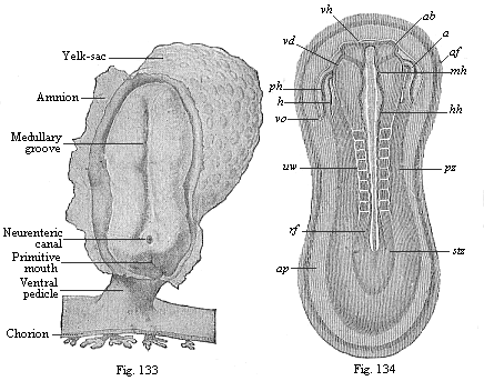 Fig. 133. Human embryo at the sandal-stage. Fig. 134. Sandal-shaped embryonic shield of a rabbit of nine days.