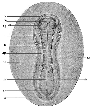 Sandal-shaped embryonic shield of an opossum.