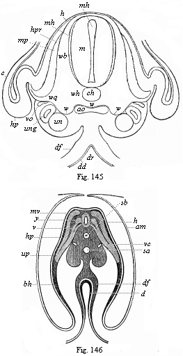 Transverse sections of embryos (of chicks).