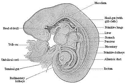 Longitudinal section of a human embryo of the fourth week, one-fifth of an inch long.