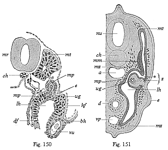 Fig. 150. Transverse section of a human embryo of fourteen days. Fig. 151. Transverse section of a shark-embryo (or young selachius).